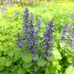 Ajuga genevensisЦветок