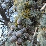 Cupressus arizonica फल