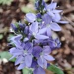 Veronica orsiniana Blüte