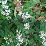 Eurybia macrophylla Flower