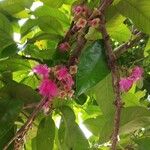 Syzygium malaccense Цвят