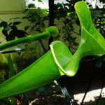 Sarracenia flava Likasa