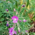 Epilobium hirsutumBlomma