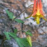 Aquilegia desertorum Hábitos