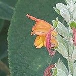 Colquhounia coccinea Flower