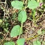 Lantana montevidensis Лист