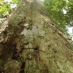 Irvingia excelsa چھال