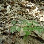 Dicentra canadensis Habitus