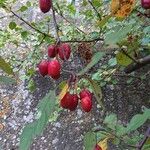 Cotoneaster zabelii ഫലം