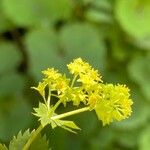 Alchemilla glabra Flor