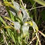 Chloraea magellanica Çiçek