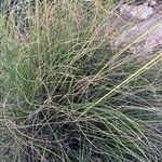 Macrochloa tenacissima List