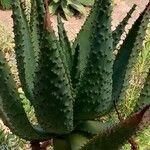 Aloe marlothiiLeaf