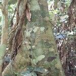 Santiria trimera Bark