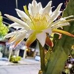 Cereus hexagonus ফুল