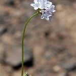 Gilia achilleifolia Blomma