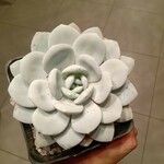 Echeveria laui Hoja