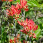 Castilleja coccinea Habit