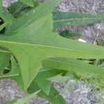 Lactuca canadensis পাতা