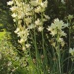 Camassia leichtlinii Hábito