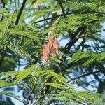 Calliandra houstoniana Cvet