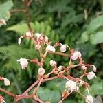 Begonia obliqua Kukka