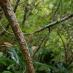 Pandanus purpurascens Kora