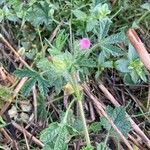 Malva setigeraFlower