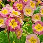 Primula × polyantha Blomst