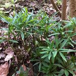 Helleborus dumetorum Hábito