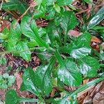 Elephantopus elatus Hoja