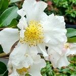 Camellia sasanqua Kukka