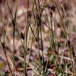 Oreojuncus trifidus Buveinė