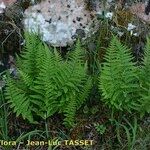 Dryopteris tyrrhena आदत