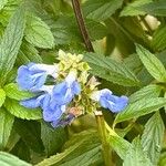 Salvia uliginosa Bloem