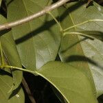 Fridericia chica Hoja