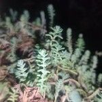 Sedum diffusum Delienn