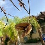 Jacaranda mimosifolia Fruit