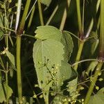 Spananthe paniculata 整株植物