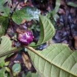 Psychotria apoda Cvet