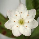 Trientalis europaea Blomst