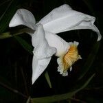 Sobralia chrysostoma 花