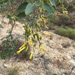 Nicotiana glauca Blodyn