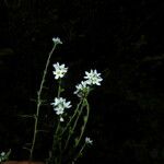 Heliotropium filiforme Квітка
