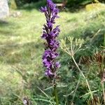 Dactylorhiza elataFlower