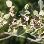 Atriplex halimus Blad