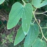 Bauhinia forficata 葉