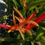 Heliconia psittacorum Flower