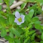 Bacopa monnieri Fiore