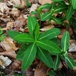 Euphorbia hyberna Lehti